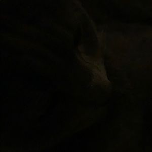 Meet your Posher, Amir